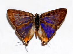 Lycaenidae - Cigaritis lohita himalayanus.JPG