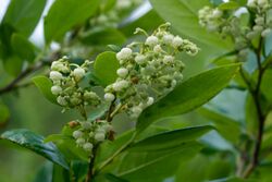 Lyonia ligustrina var foliosiflora.jpg