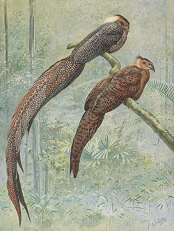 Malay Ocellated Pheasant by George Edward Lodge (cropped).png