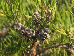 Melaleuca ctenoides fruit.jpg