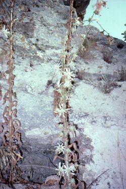 Michauxia campanuloides is a common species on the ruins of ancient Side in Turkey..jpg