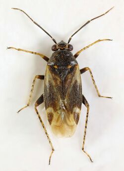 Monosynamma sabulicola, Dyffryn, North Wales, July 2016 (37672997041).jpg