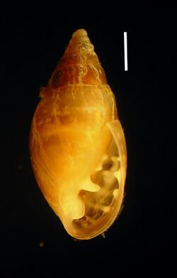 Myosotella myosotis.JPG