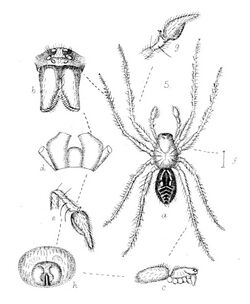 Myro kerguelenensis 1876.jpg