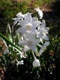 Flowers of Narcissus papyraceus