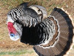 Narragansett Turkey, male.jpg