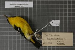Naturalis Biodiversity Center - RMNH.AVES.126754 1 - Aegithina tiphia multicolor (Gmelin, 1789) - Irenidae - bird skin specimen.jpeg