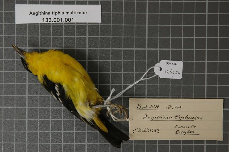 File:Naturalis Biodiversity Center - RMNH.AVES.126754 1 - Aegithina tiphia multicolor (Gmelin, 1789) - Irenidae - bird skin specimen.jpeg