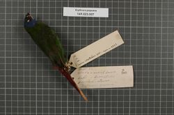 Naturalis Biodiversity Center - RMNH.AVES.19293 1 - Erythrura papuana Hartert, 1900 - Estrildidae - bird skin specimen.jpeg