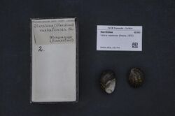 Naturalis Biodiversity Center - RMNH.MOL.151741 - Vittina natalensis (Reeve, 1855) - Neritidae - Mollusc shell.jpeg
