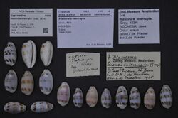 Naturalis Biodiversity Center - ZMA.MOLL.46481 - Blasicrura interrupta (Gray, 1824) - Cypraeidae - Mollusc shell.jpeg