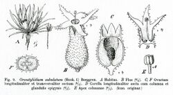 Oreostylidium from Mildbraed.jpg