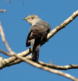 Oriental Cuckoo Maiala.JPG