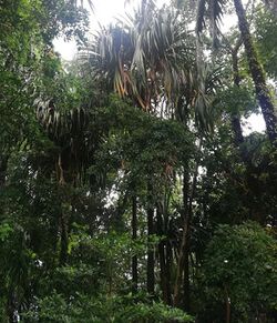 Pandanus hornei - Seychelles botanical gardens.jpg