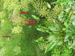 Persicaria griffithii (19473990444).jpg