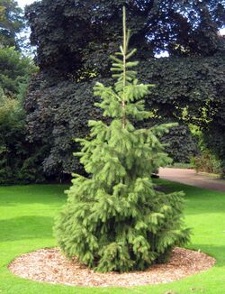 Picea smithiana, RBGE 2008.jpg