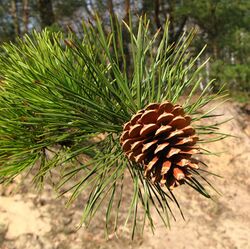 Pinus rigida cone Poland.jpg