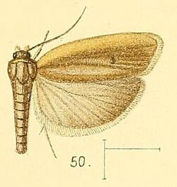 Pl.5-fig.50-Stenoma complanella (Walsingham, 1891) (Ide).jpg