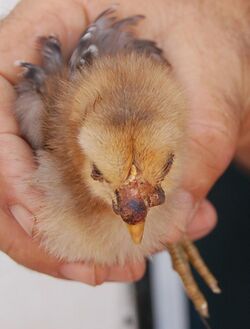 View from above of a yellow chick with pox lesions