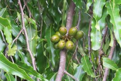 Polyalthia longifolia fruits - at Beechanahalli 2014.jpg