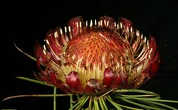Protea pityphylla 1DS-II 3-5561.jpg
