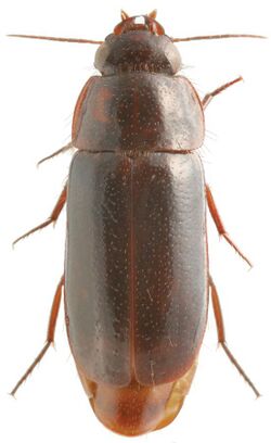 Pseudomorpha sp. - ZooKeys-245-001-g043.jpeg