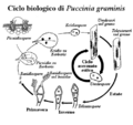 Puccina graminis lifecycle IT.png