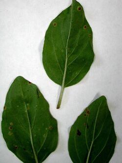 Puccinia menthae Pers. 2174038.jpg