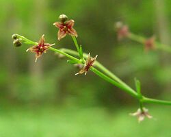 Purple Bedstraw (1292063445).jpg