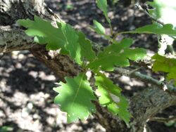 Quercus wutaishanica - J. C. Raulston Arboretum - DSC06191.JPG