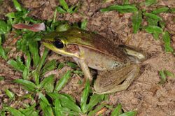 Rainforest frog (Lithobates vaillanti) (9430279338).jpg