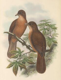 Rectes leucorhynchus - The Birds of New Guinea (cropped).jpg
