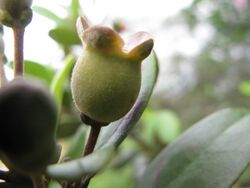 Rhodomyrtus tomentosa immature fruit.JPG