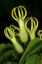 Riocreuxia polyantha 1DS-II 1-6692.jpg