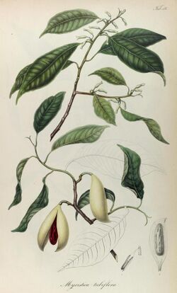 Rumphia, sive, Commentationes botanicæ¦ imprimis de plantis Indiæ¦ Orientalis (8329510321).jpg