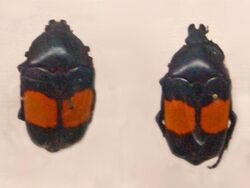 Scarabaeidae - Dilochrosis balteata.JPG