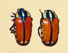 Scarabaeidae - Gnathocera trivittata.JPG