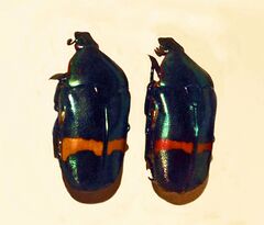 Scarabaeidae - Plaesiorrhina cinctuta.JPG