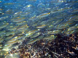 School of Pterocaesio chrysozona in Papua New Guinea 2.jpg