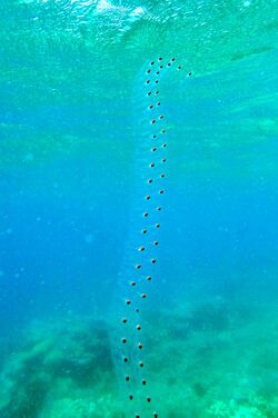 Sea Salp Chain.jpg