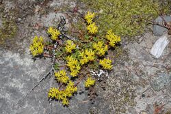 Sedum oreganum 0958.JPG