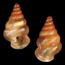 Shell Diplommatina lourinae.jpg