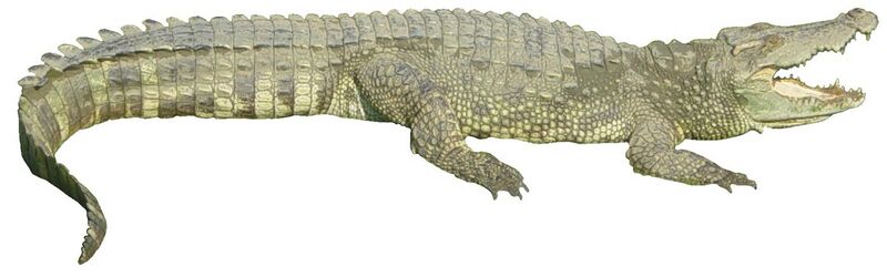 File:Siamese Crocodile white background.jpg