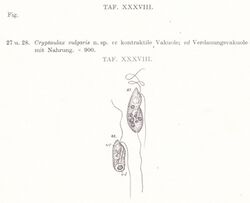 Skuja 1948 Cryptaulax vulgaris.jpg