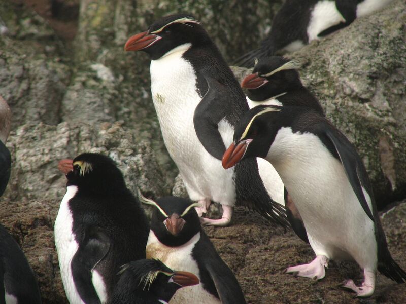 File:Snares Penguin (Eudyptes robustus) -group.jpg