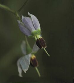 Solanum-lyratum-Flower-PhytoKeys-022-001-g005-edit.jpg