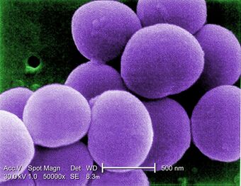 Staphylococcus aureus VISA.jpg