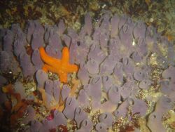 Starfish on sponge at Sandy Cove DSC09670.JPG