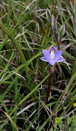 Thelymitra gregaria.jpg