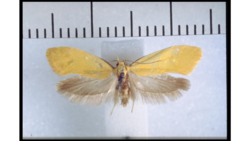 Tingena enodis holotype.png